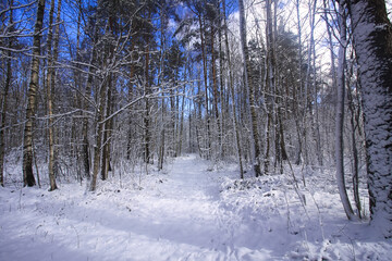 Winter landscape with forest trees and snow covered field