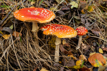 Ungenießbarer Fliegenpilz