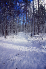 Winter landscape with forest trees and snow covered field