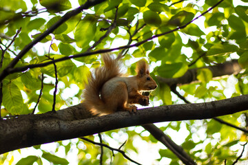 squirrel on a tree among green leaves