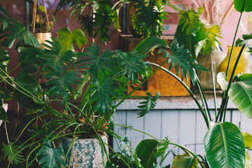 Interior of a small greenhouse with a lot of green houseplants. Boho style. Eclectic. High quality photo