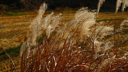 Wind moving silver grass in the autumn