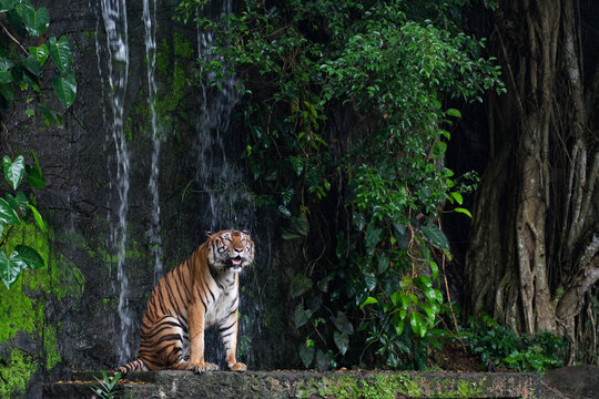 Close up tiger sitdown in front of the waterfall