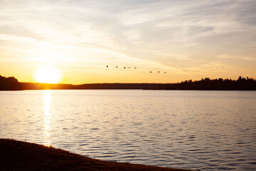 Fototapeta premium Sunset swans