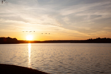 Fototapeta na wymiar Sunset swans