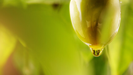 Drop of olive oil drips from green olive.