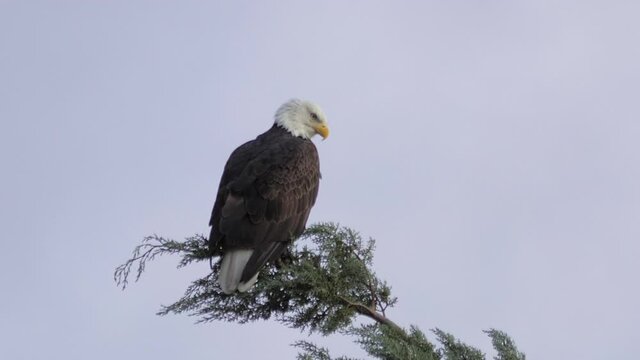 Bald Eagle Slow Motion on Treetop Looking Around