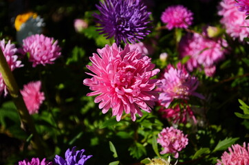 aster flowers on green leaves background. Colorful multicolor aster flowers perennial plant. Close up of aster flower garden bed in early autumn september day in farm field