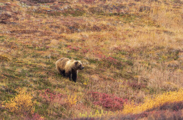 Grizzly Bear in Denali National Park Alaska in Autumn