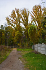 
Industrial, strong urban landscape of industrial zones with natural autumn nature in the city of Kamenskoye. Large vigorous yellow, red, green trees, bushes, plants growing among concrete structures,