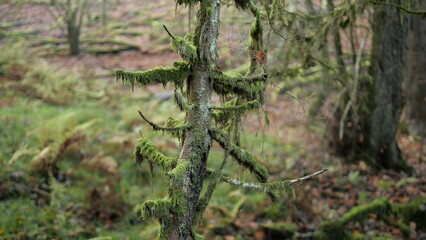Bemooster Baum im Lautenbachtal