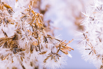 Abstract natural fluff plants close up, autumn or winter background
