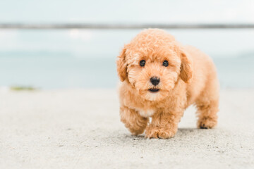 brown puppy fluffy poodle on the beach