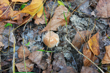 Large and small mushrooms growing under yellow autumn leaves, near the Dnipro river, the city of Kamenskoye, the country of Ukraine.