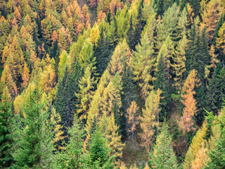 Colorful autumn landscape in the Carpathian Mountains, Romania. Autumn forest scenery