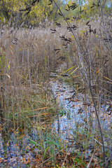 A bright and colorful autumn deciduous forest with large yellow, orange, red, green trees and shrubs grows near the banks of the Dnipro River, Rechport district, сity of Kamianske.