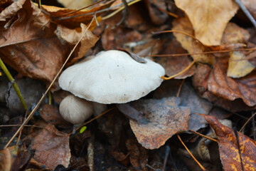Large and small mushrooms growing under yellow autumn leaves, near the Dnipro river, the city of Kamenskoye, the country of Ukraine.