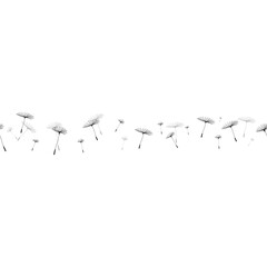 Seamless vector pattern. Dandelions isolated on a white background. Located in the middle. Place for text.