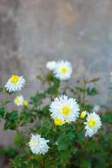 Fototapeta premium flowers of white chrysanthemum on the background of an old vintage wall, street entrance of the house