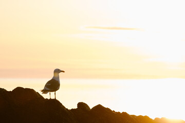 Rear view of a backlit sea gull during sunset on Puget Sound