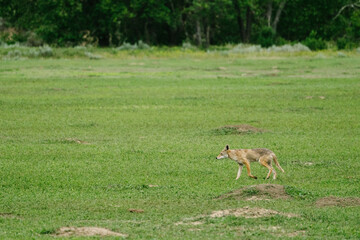 Wide angle view of a coyote walking across a green grass meadow