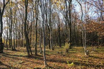 Beautiful forest in yellow clothing. Ukraine 2020