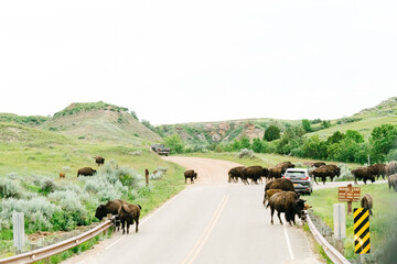 A herd of bison walk across a road in Theodore Roosevelt National Park