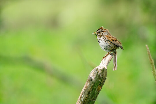 Side view of a sparrow gathering nesting material - Powered by Adobe