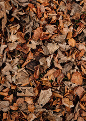 Texture autumn dry leaves background