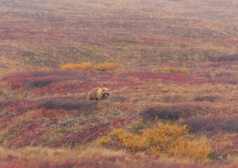 Grizzly Bear in Denali National Park Alaska in Autumn