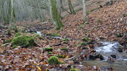 Kleiner Bachlauf im Herbstlaub