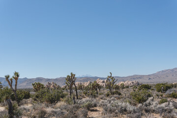 Joshua Tree National Park is geographically diverse desert wilderness , ranging from lush green desert plants to dry and barren grounds that stretch for miles. © Erin