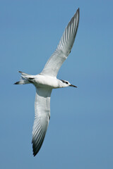 Sandwich Tern (Thalasseus sandvicensis) juvenile in flight, Baltic Sea, Mecklenburg-Western Pomerania, Germany