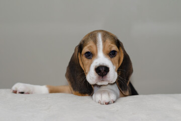 cute Beagle puppy explores the world sitting on a bed