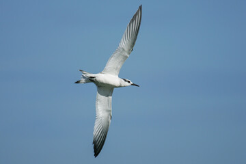 Sandwich Tern (Thalasseus sandvicensis) juvenile in flight, Baltic Sea, Mecklenburg-Western Pomerania, Germany