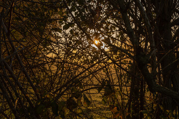 A golden sunrise shining through the foliage of a hedgerow of an English country lane
