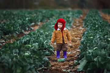 a little boy in a yellow jacket and red hat in a field of cabbage at the harvest