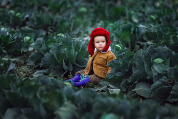 a little boy in a yellow jacket and red hat in a field of cabbage at the harvest