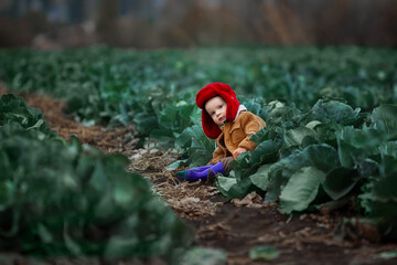 a little boy in a yellow jacket and red hat in a field of cabbage at the harvest