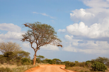 A big tree on the way with red soil - Powered by Adobe