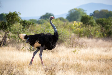 An ostrich in the landscape of the savannah in Kenya - Powered by Adobe