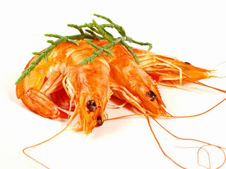 Small Shrimp - Shrimps on white Background Isolated