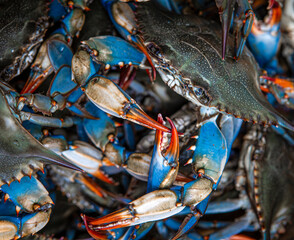 Blue crabs caught on the Gulf of Mexico © Cavan