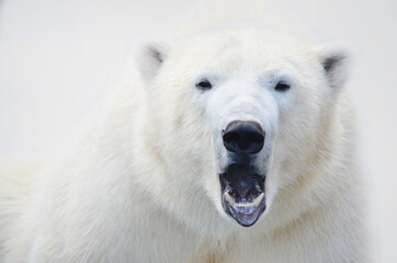 Naklejka na ściany i meble white polar bear