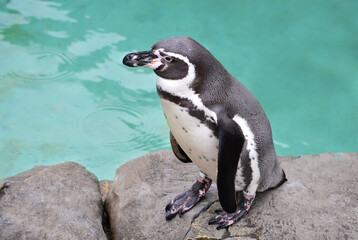 Obraz premium penguin on the rocks