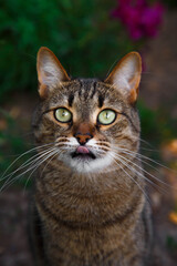 portrait of a cat. cat in the garden