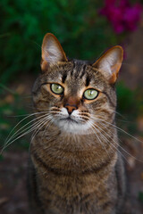portrait of a cat.cat in the garden