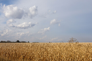 A field with golden ripe corn and a blue sky with clouds above it