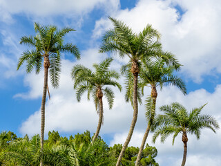 Group of palm trees aganist a blue sky with white clouds in Southwest Florida in the United States