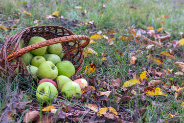 A wicker basket lies on the ground in an autumn garden with pink and green ripe apples, close up - the concept of a rich harvest